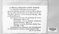 Geoscypha violacea image